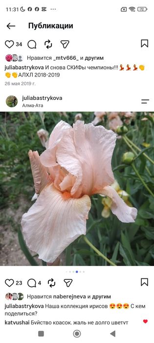 Клубни ириса продам