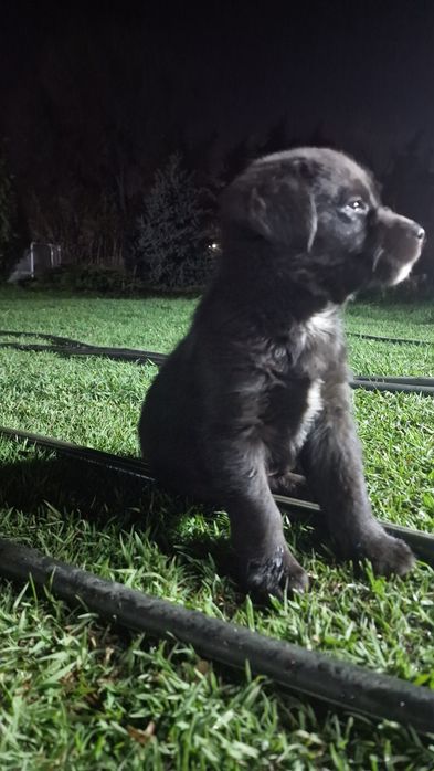 Лабрадорчик кобель