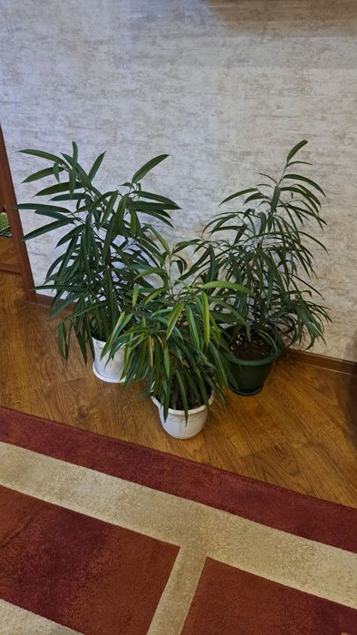 Цветы комнатные разные