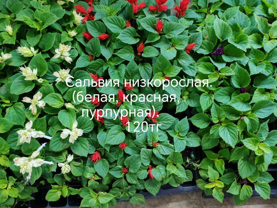 Продам цветы, комнатные и садовые.