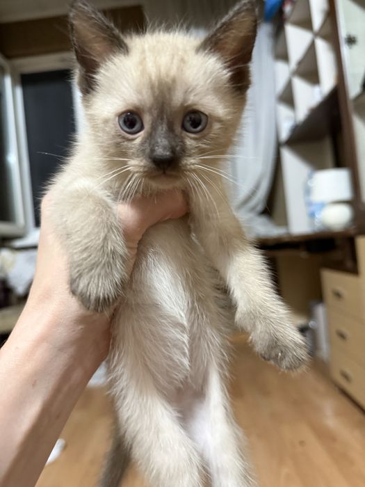 Сиамские котята