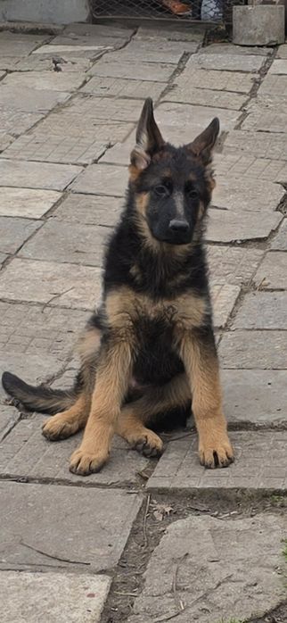 Чистокръвни немски овчарки на три месеца