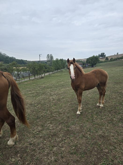 Vând mânz de 8 luni