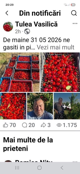Vând cireșe în cantități mari  Aproximativ 50 de tone
