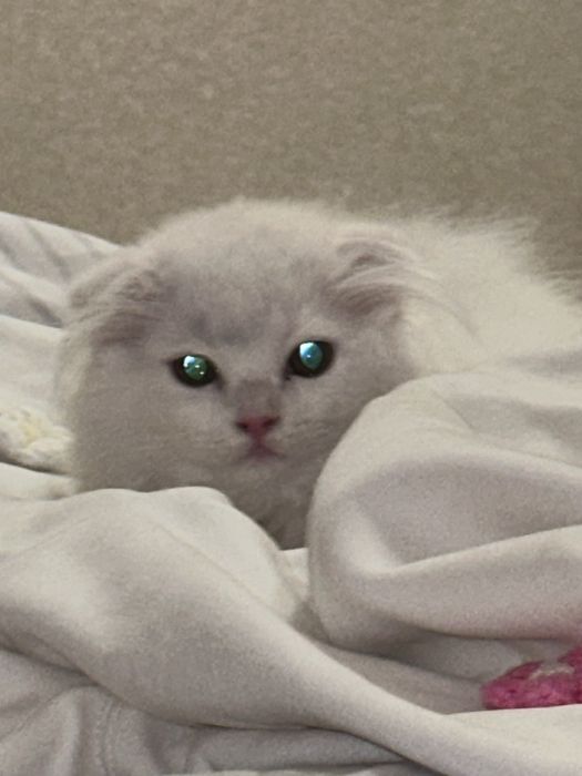 Котенок мальчик шотландский
