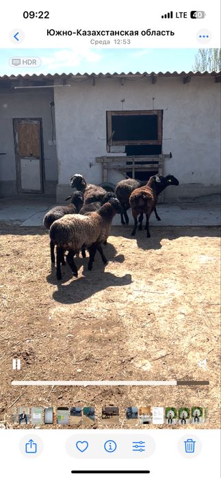 Семіз Қой, Тоқты қошқар