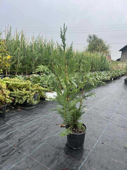 Лейландски кипарис - жив плет за години напред! - с. Недан