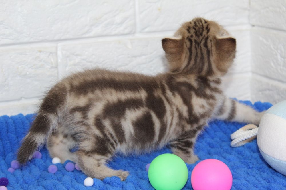 ШотландскиЕ  малыши