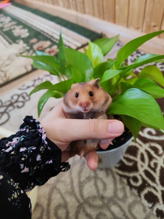 Хомяк Лунтик ручние