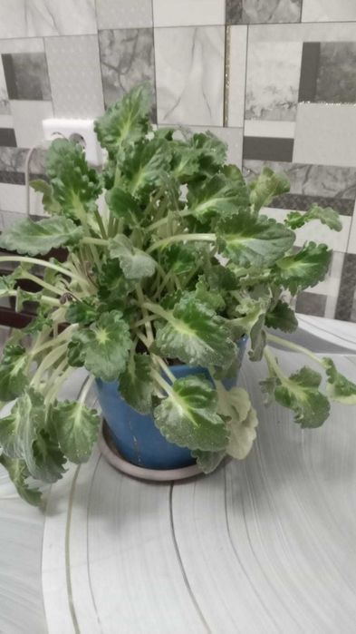 Фиалка растение с горшком