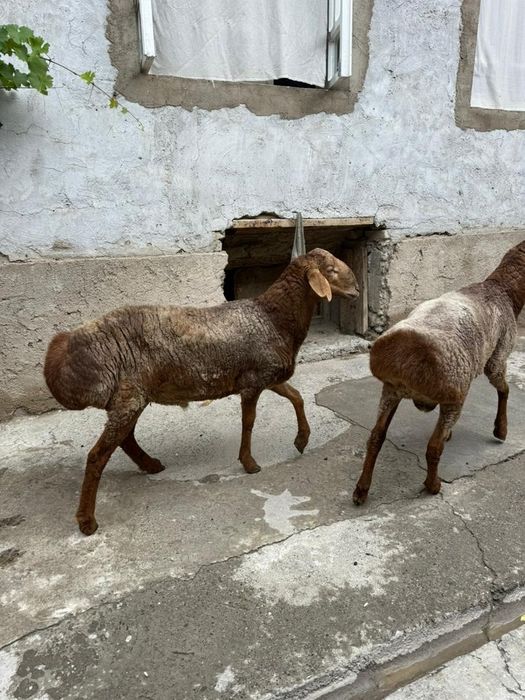 Куй баран кучкор