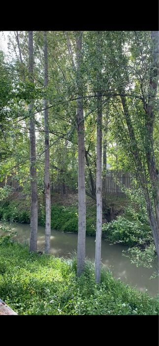 Терак сотилади 10 йиллик