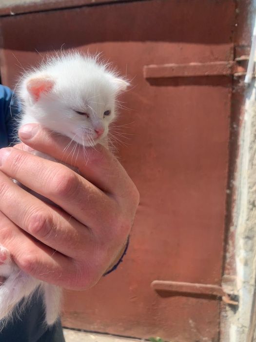 Отдам котят в добрые руки