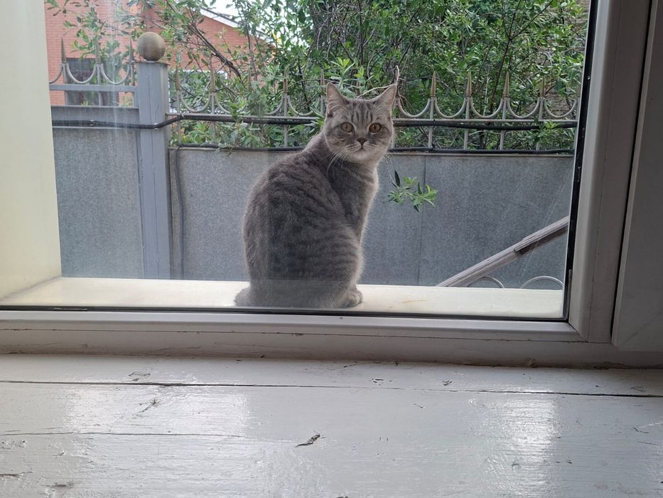 Отдам кошку в хорошие руки