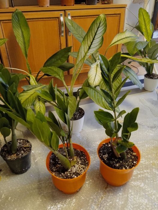 Распродажа комнатных растений.