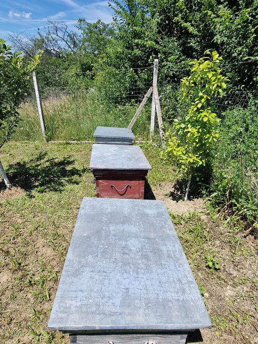 Vand stupi de albine
