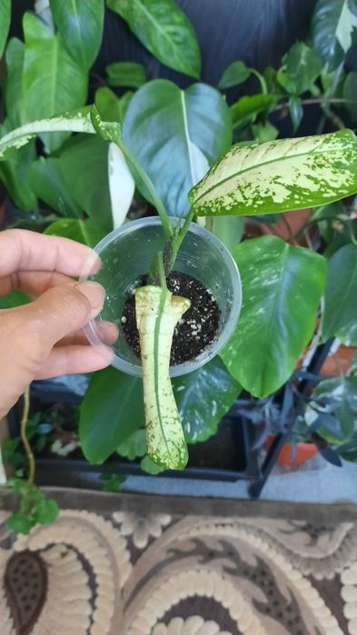 Комнатные растения, выращеные