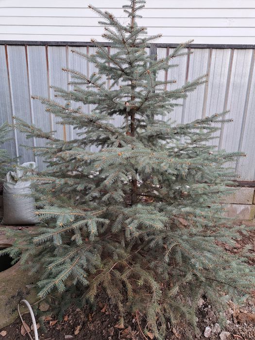 Продам живые елки