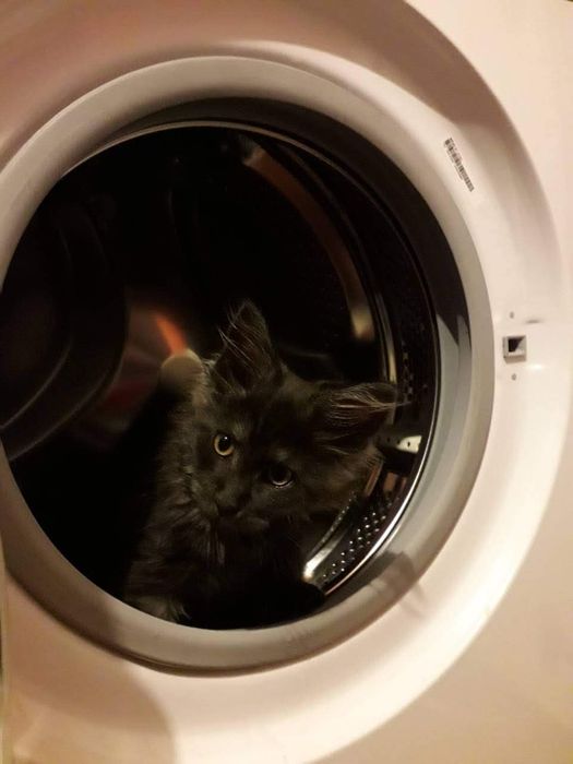 Котята мейнкун продаю