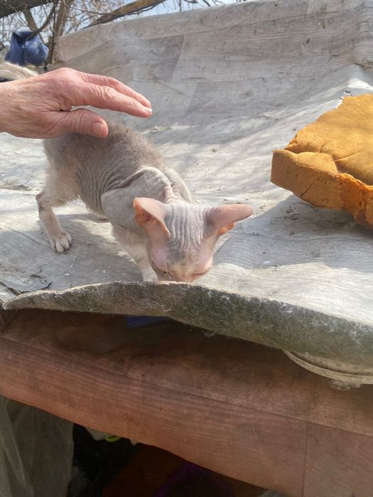 Кошечка ищет дом