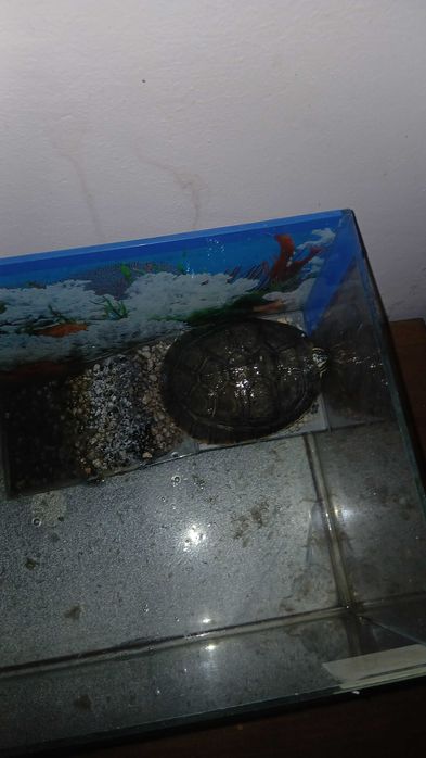 Vând broască țestoasă