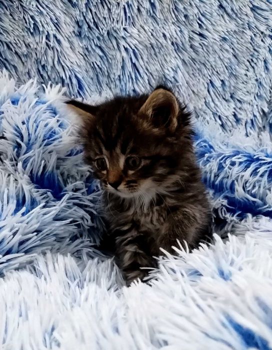 Отдам двух котиков.