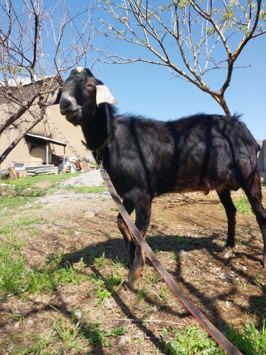 Козел пародистый