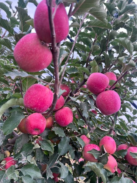 Samarqand mevali kuchtalar optim