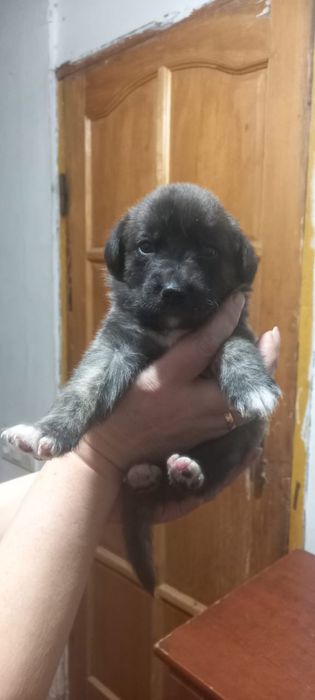 Щенки в хорошие руки