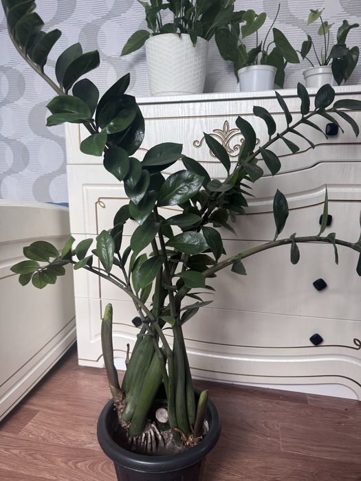 Комнатные растения