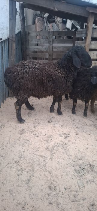 Гиссар чистокровный,баран