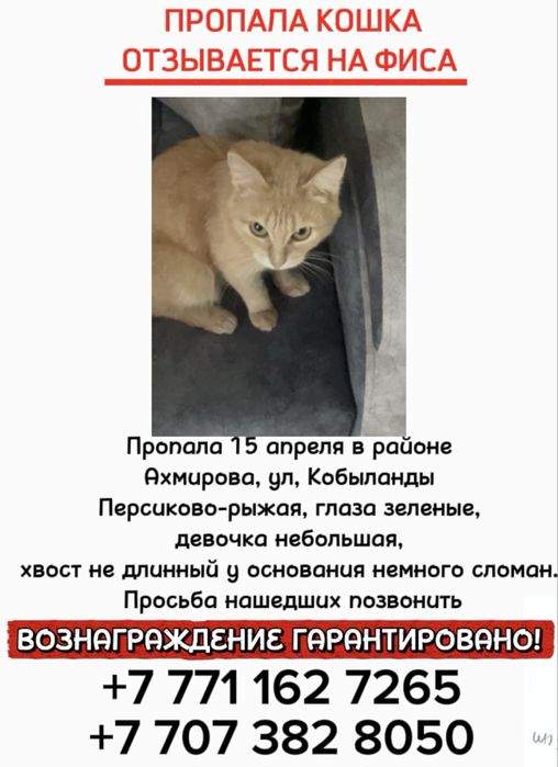 ПРОПАЛА КОШКА! В районе Ахмирова