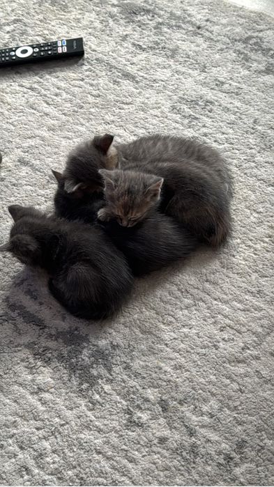 Отдам котят в добрые руки