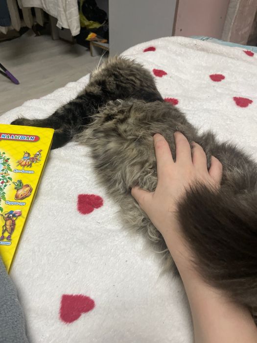 Пропал    котик!