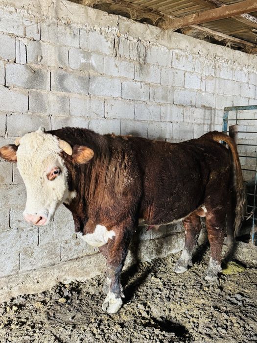 Буқа сатылады Герофорт