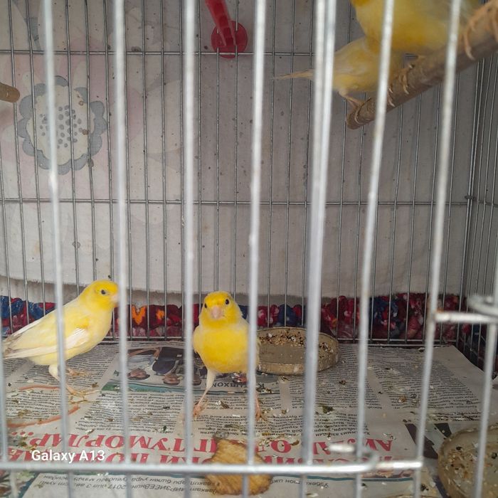 Uyda boqilgan kanareykalar