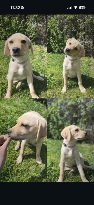 Лабрадор Ретривър