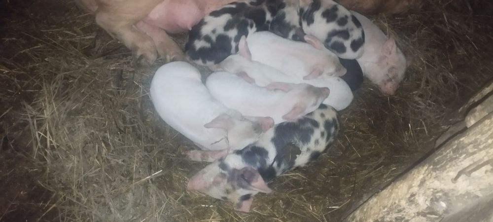 Продам скоро поросят