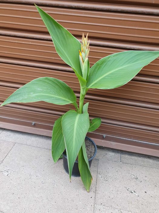 Индийска канна- коренчета