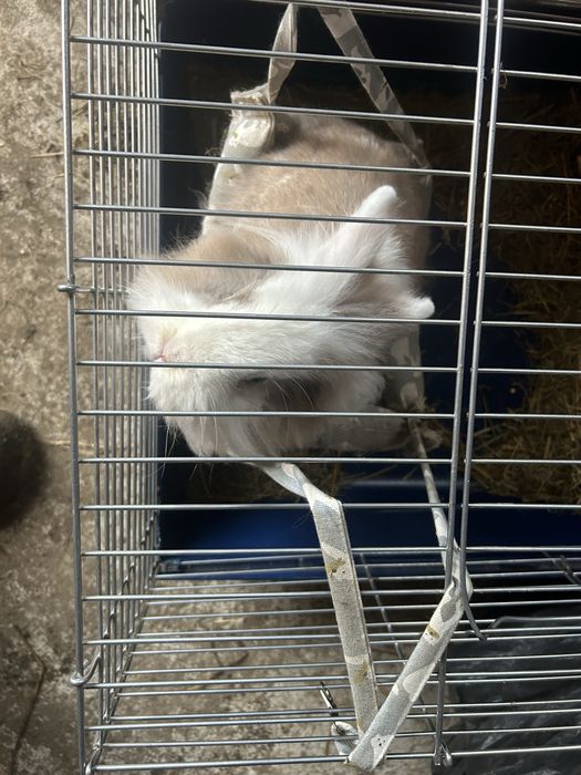 Vand iepuras cap de leu