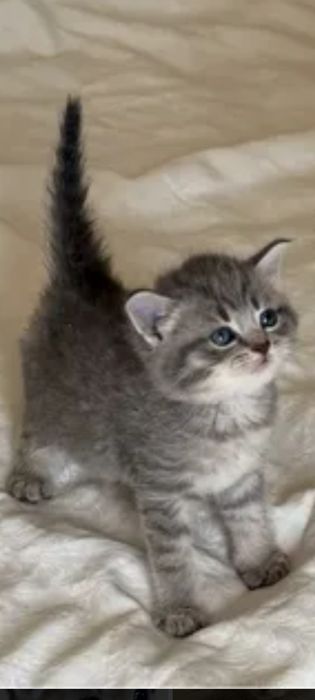 Британцы 1,месяц 3недели .Приученны.