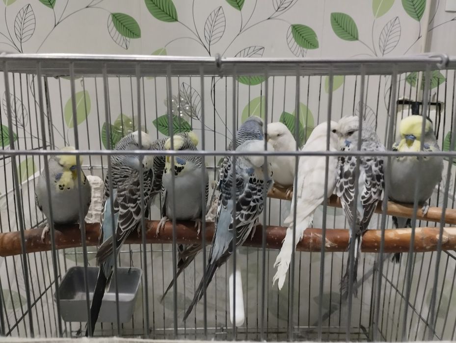 Попугаи Андуки 2,5 месяц