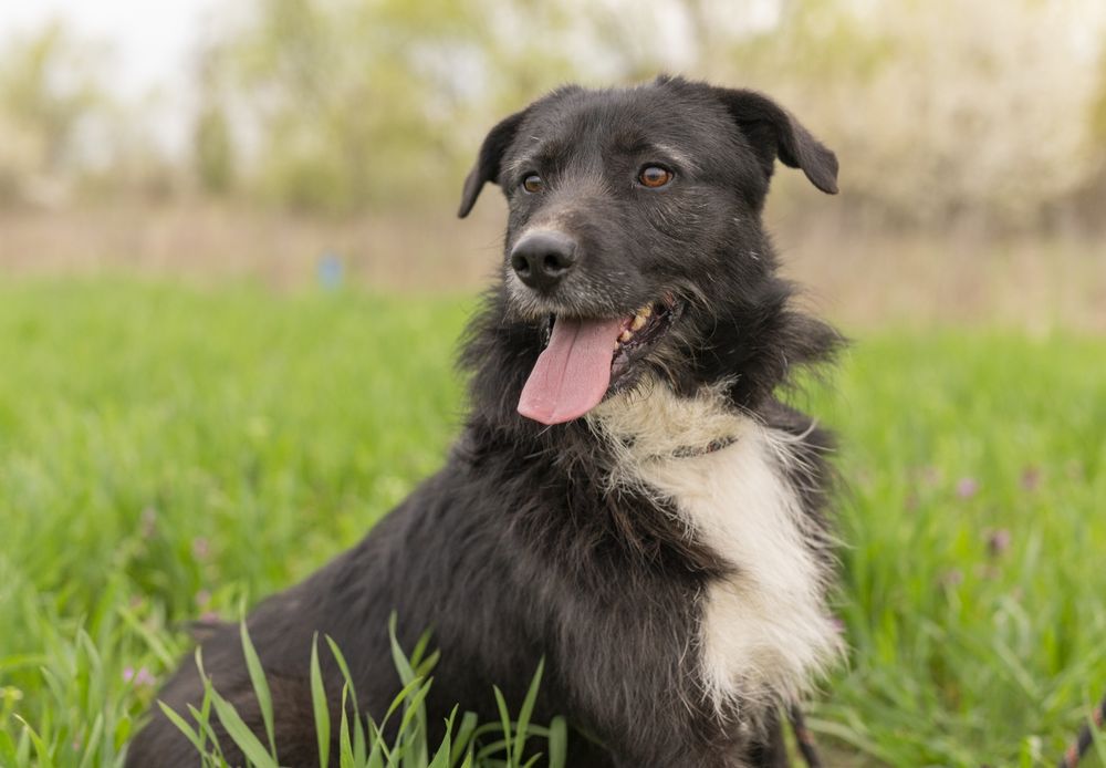 Caini pentru adoptie