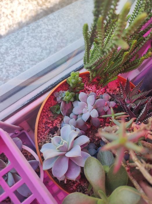 Цветы суккуленты