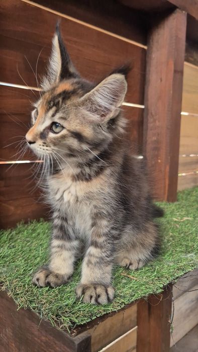 Pui pisica  Maine Coon