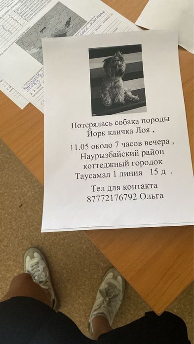 Пропала собака , йорк девочка