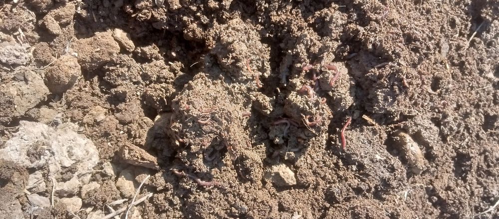 Kaliforniya chuvalchanglarni juda zoʻr va serdaromad