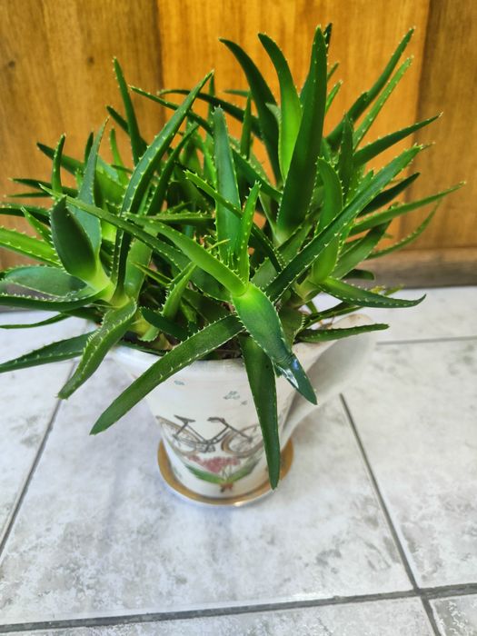 Цвете Алое на 4 години