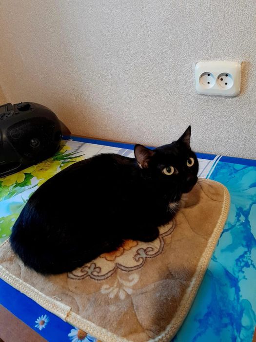 Отдам милых котеек