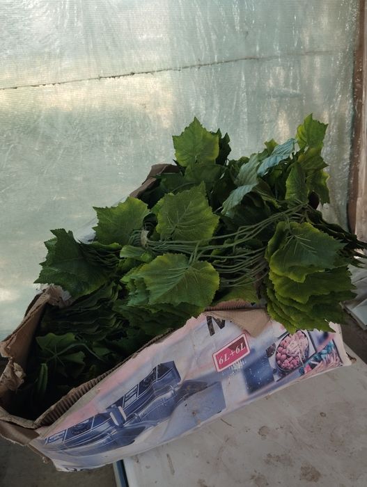 Лиана виноградная для летников